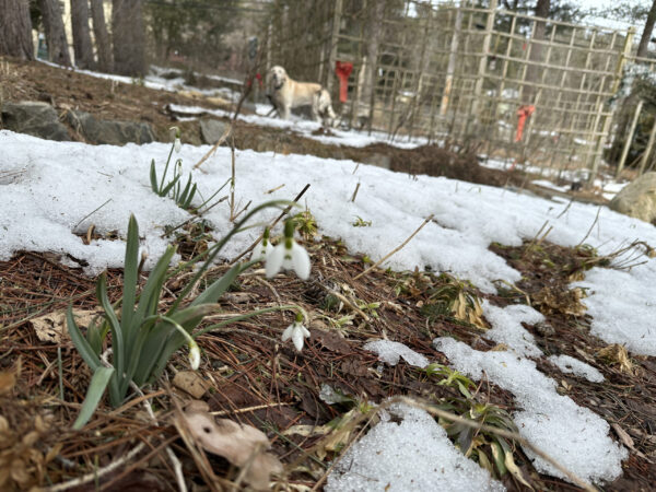Snowdrops & Miss Honey, with Snow