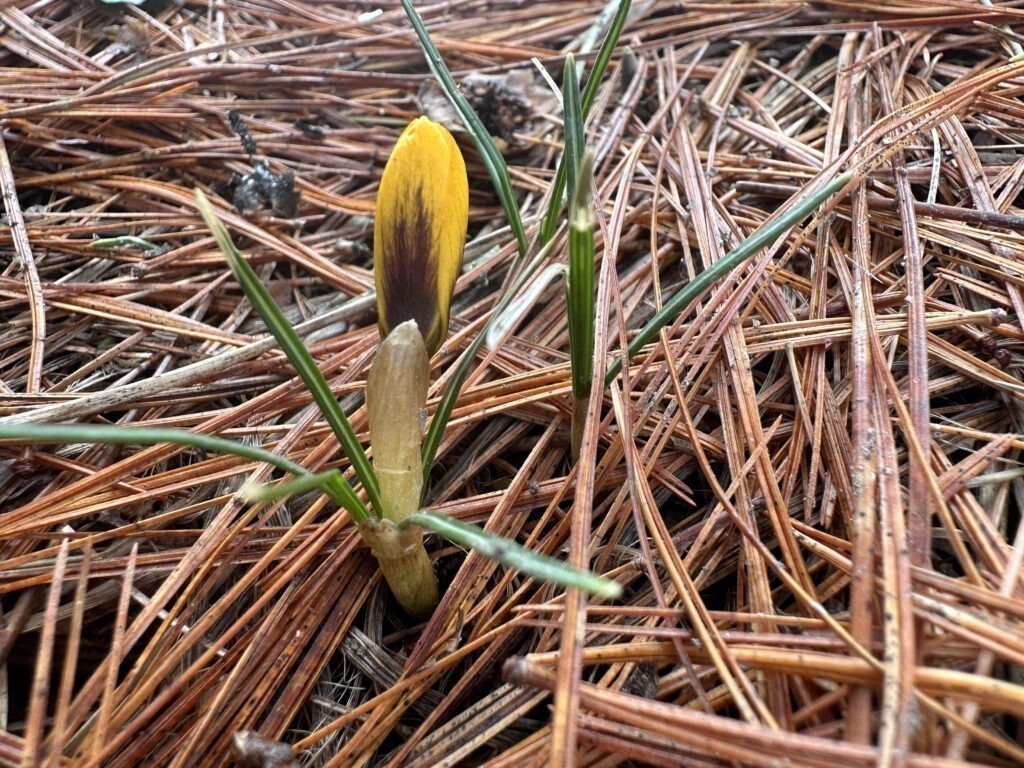 First Crocus, Orchard Ave.