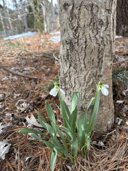 Snowdrops in Bloom