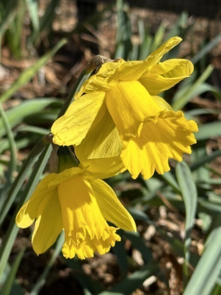 Trumpet Daffodils celebrate Early Spring!