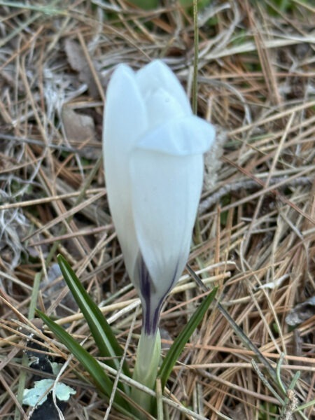 White Crocus waits for the warm sun to open...