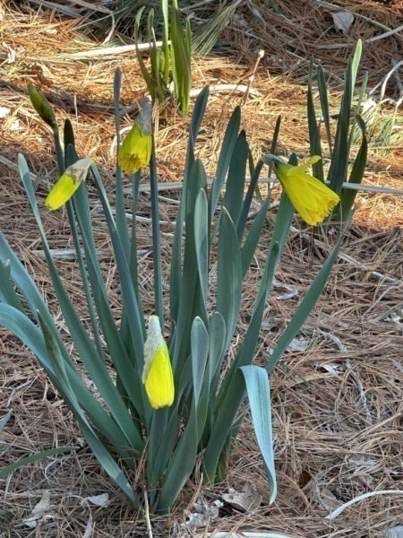 Trumpet Daffs will open this week!