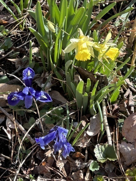 Mini Daffs & Rock Iris