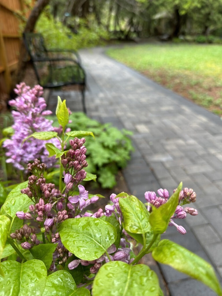 'Lavender Lady' in the Secret Garden, is #22 of 50 Accessible Lilacs.