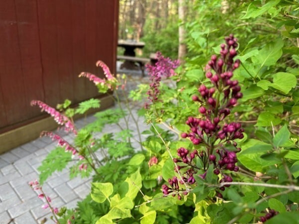 'Declaration' Lilac at Cottage Trail