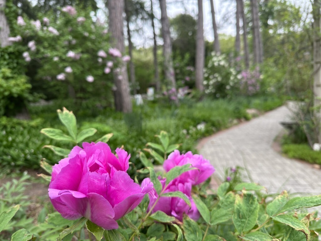 Tree Peonies begin blooming, with Lilacs