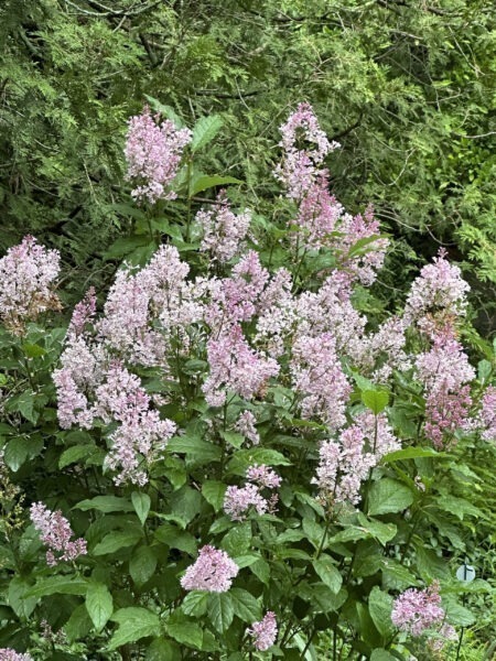 Late Lilac 'Minuet' in full bloom