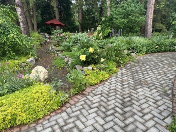 Itoh and Herbaceous Peonies are in bloom!
