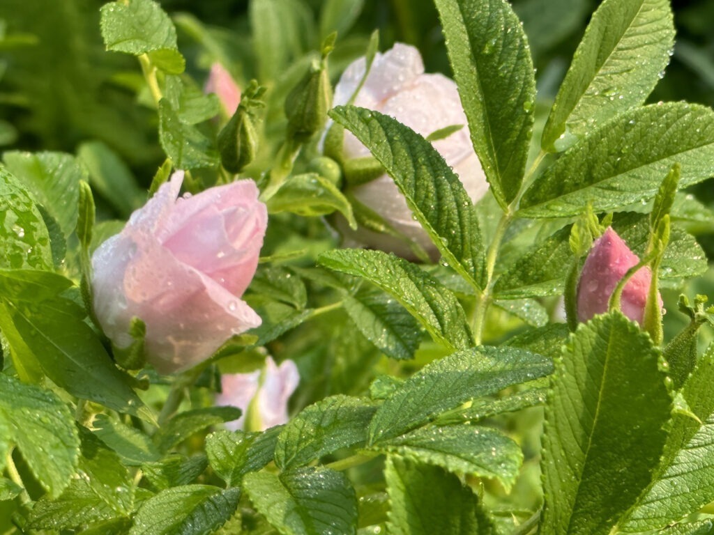 Very Fragrant 'Snow Pavement' Rosa Rugosa Hybrid (Karl Baum, Germany 1984)