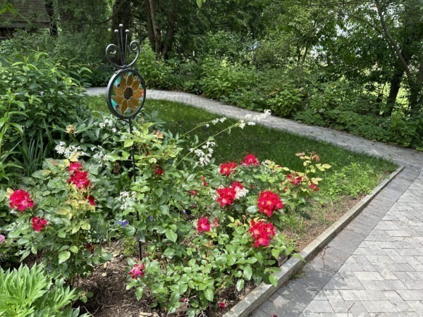 Roses at the Cottage Garden Loop