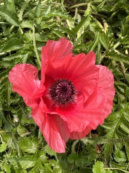 King Kong Poppy