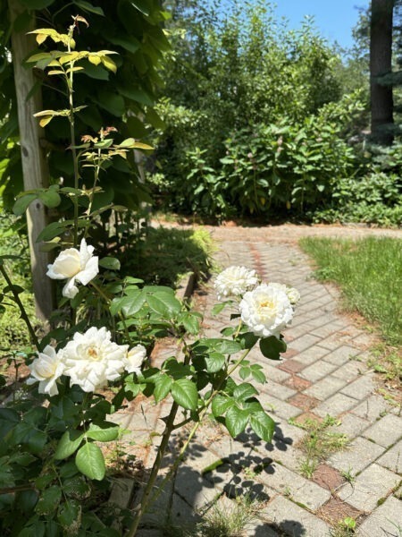 Roses grow next to the wheelchair-accessible trail, for all to enjoy.