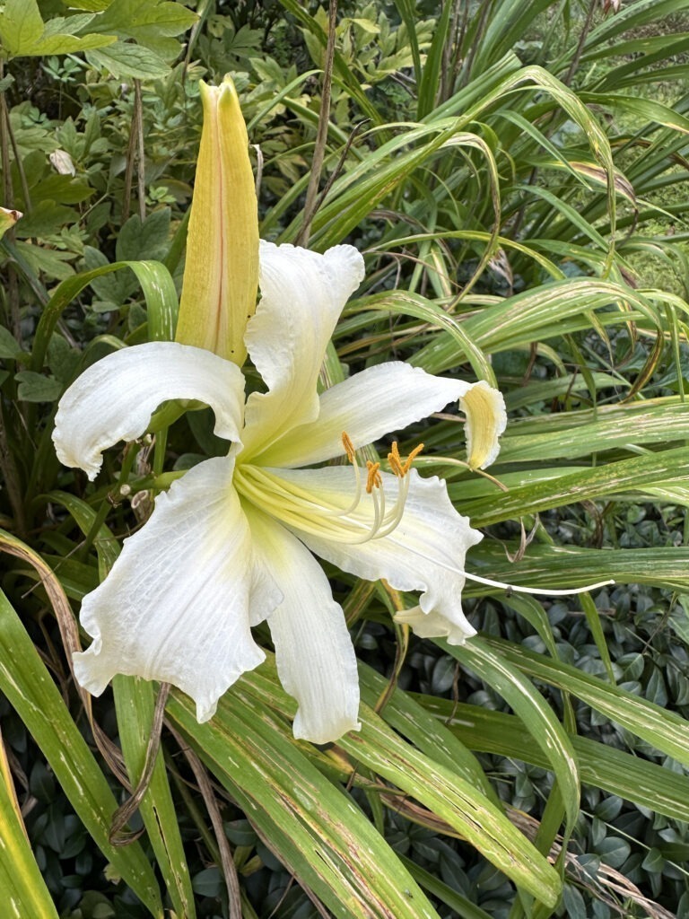 Day Lily 'Angel Ice'