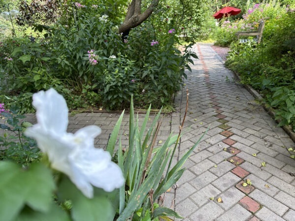 Rose of Sharon - Double White - begins to bloom!