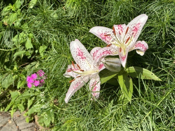 Oriental Lily 'Stargazer'