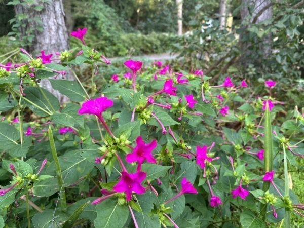 Four O'Clock Flowers ~ open in the morning and afternoon, not midday