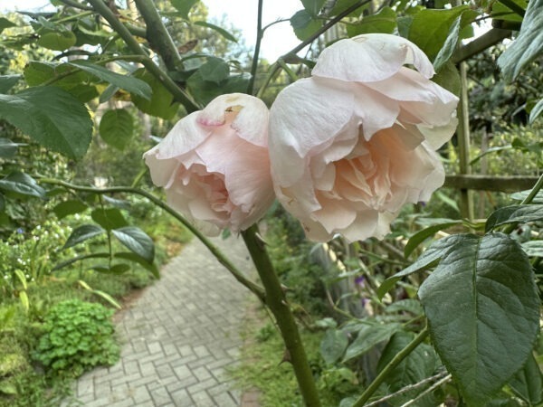 'The Generous Gardener' David Austin Climbing Rose