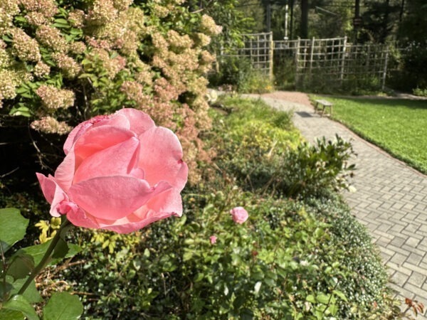 'Queen Elizabeth' Shrub Rose