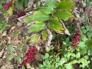 False Solomon's Seal