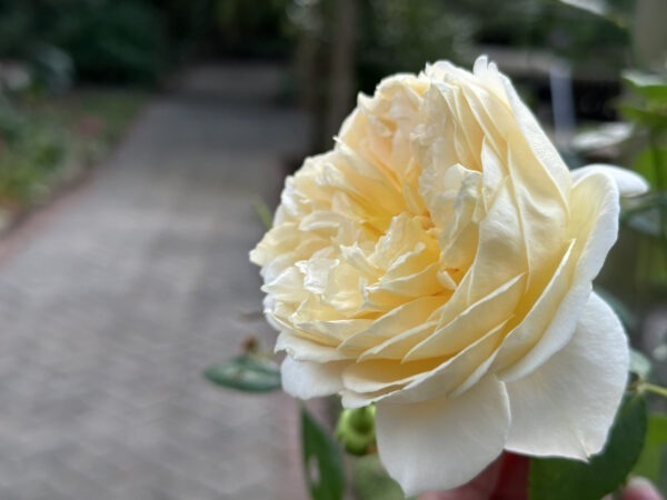'Teasing Georgia' David Austin Climbing Rose