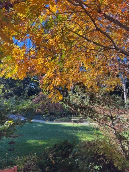Golden Rain Tree Fall Color