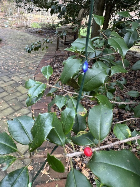 1 Holiday Light, 1 Holly Berry