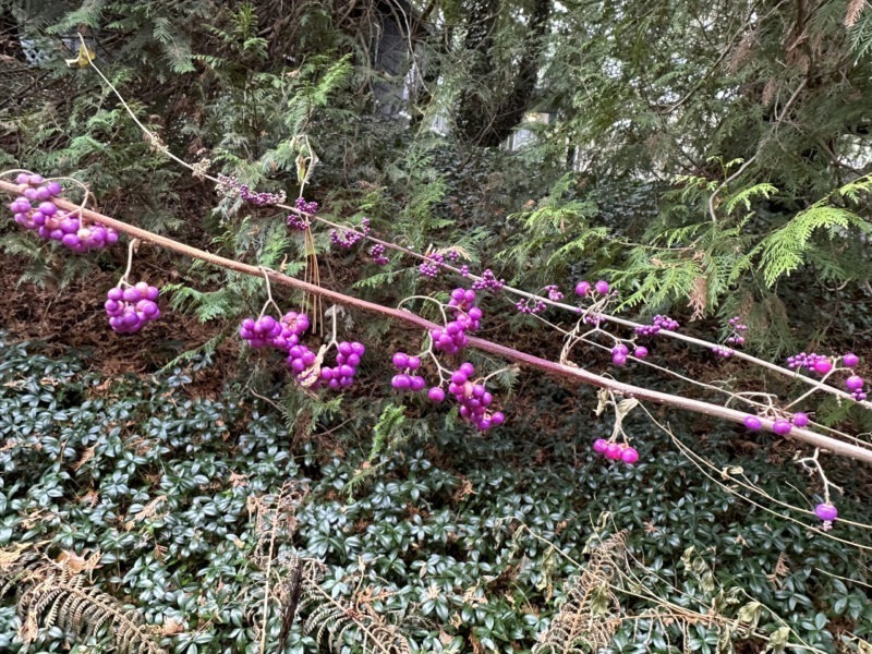 American Beautyberry Shrub