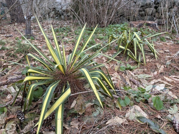 Variegated Yucca