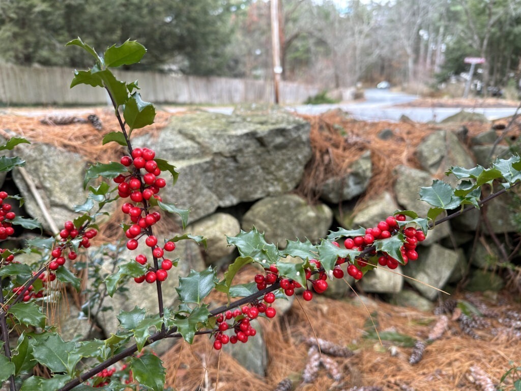 American Princess Holly Shrub