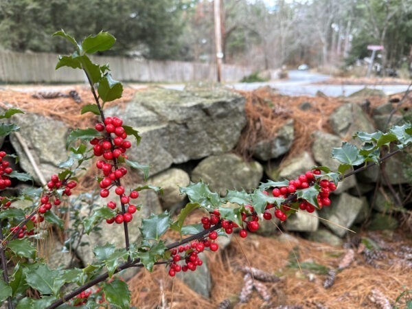 American Princess Holly Shrub