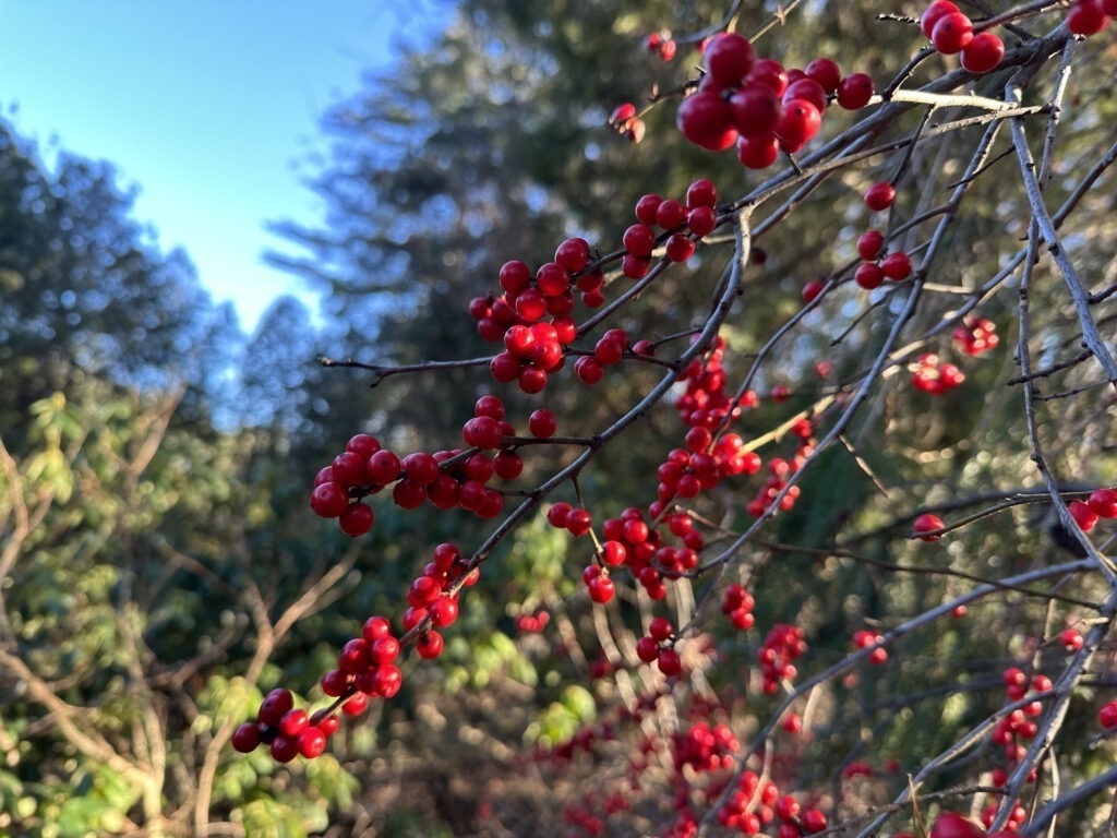 Winter Red Winterberry