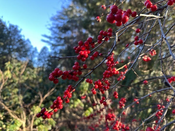 Winter Red Winterberry