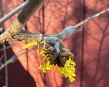 Bright Yellow Witch Hazel Begins Blooming