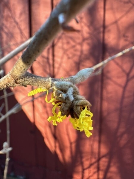 Bright Yellow Witch Hazel Begins Blooming