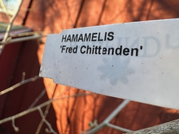 Variety Plant Tag for Witch Hazel "Fred Chittenden"