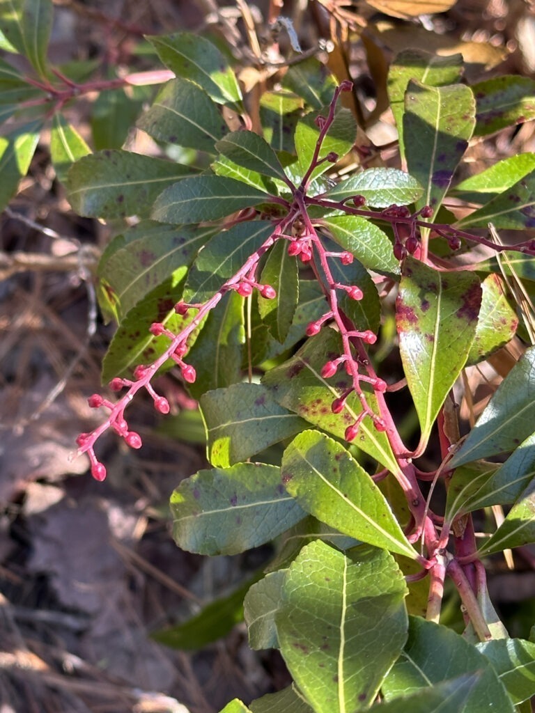 Japanese andromeda (Pieris japonica)