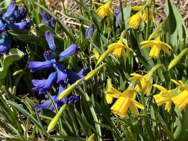 Tete a Tete Daffodils with Dark Blue Hyacinths