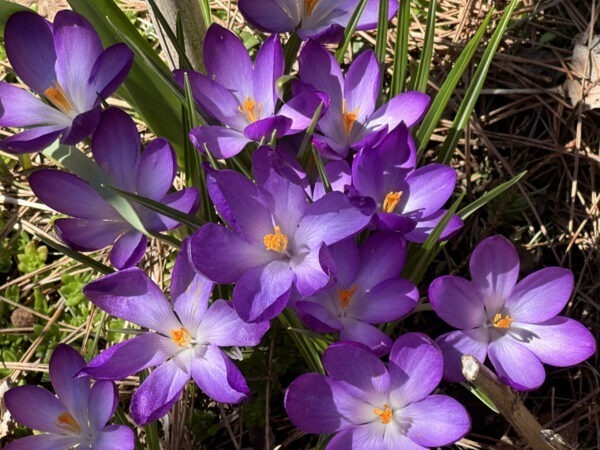 Purple Crocuses