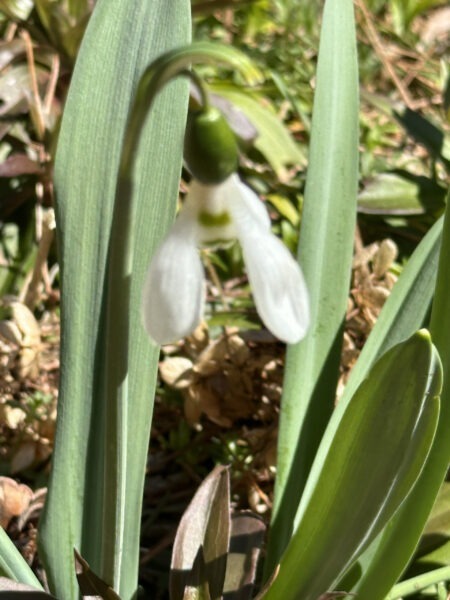 Snowdrop Flower
