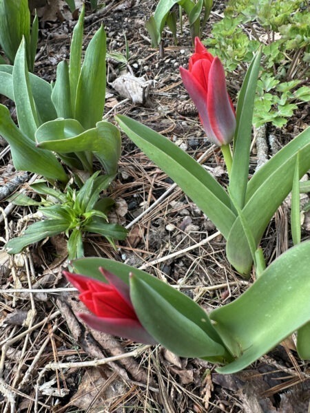 Early Red Tulips, near Cottage