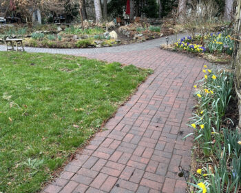 Daffodils pop along Wheelchair-Accessible Trail, at Kitchen Garden