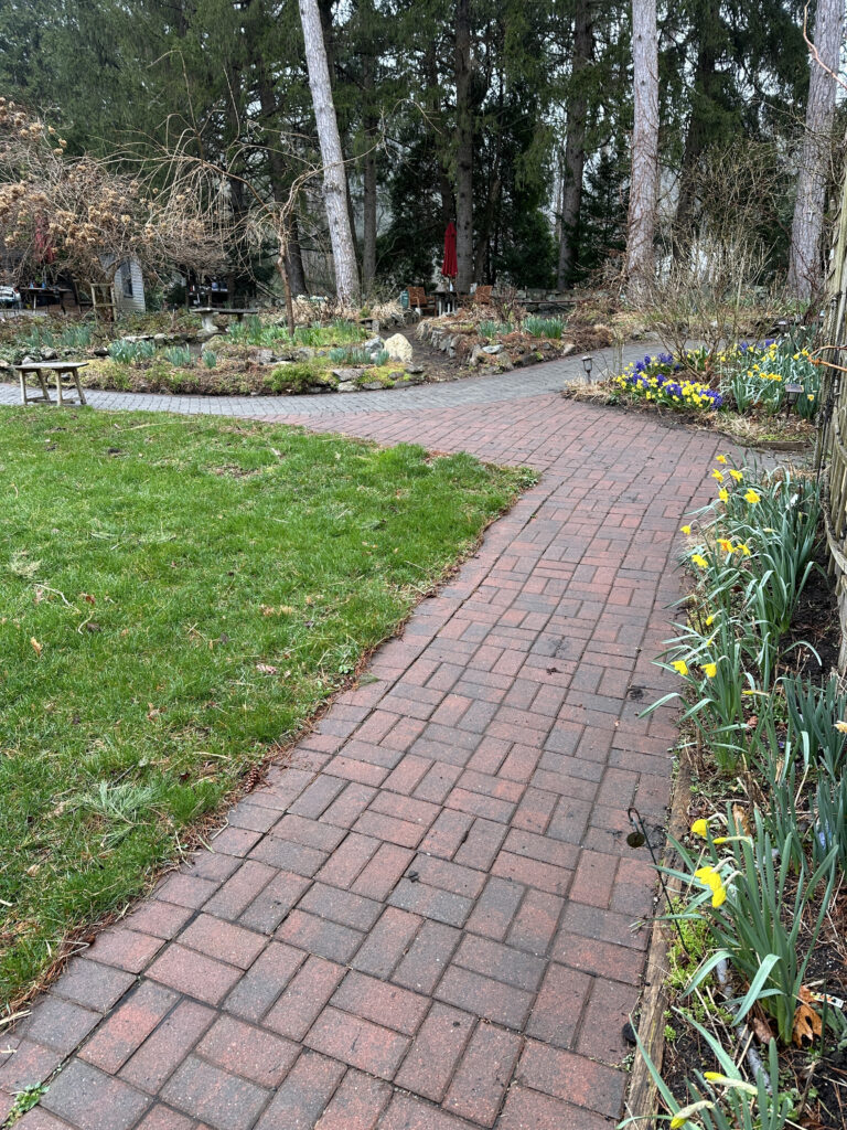Daffodils pop along Wheelchair-Accessible Trail, at Kitchen Garden