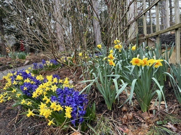 A mix of Daffodil and Hyacinth in bloom.