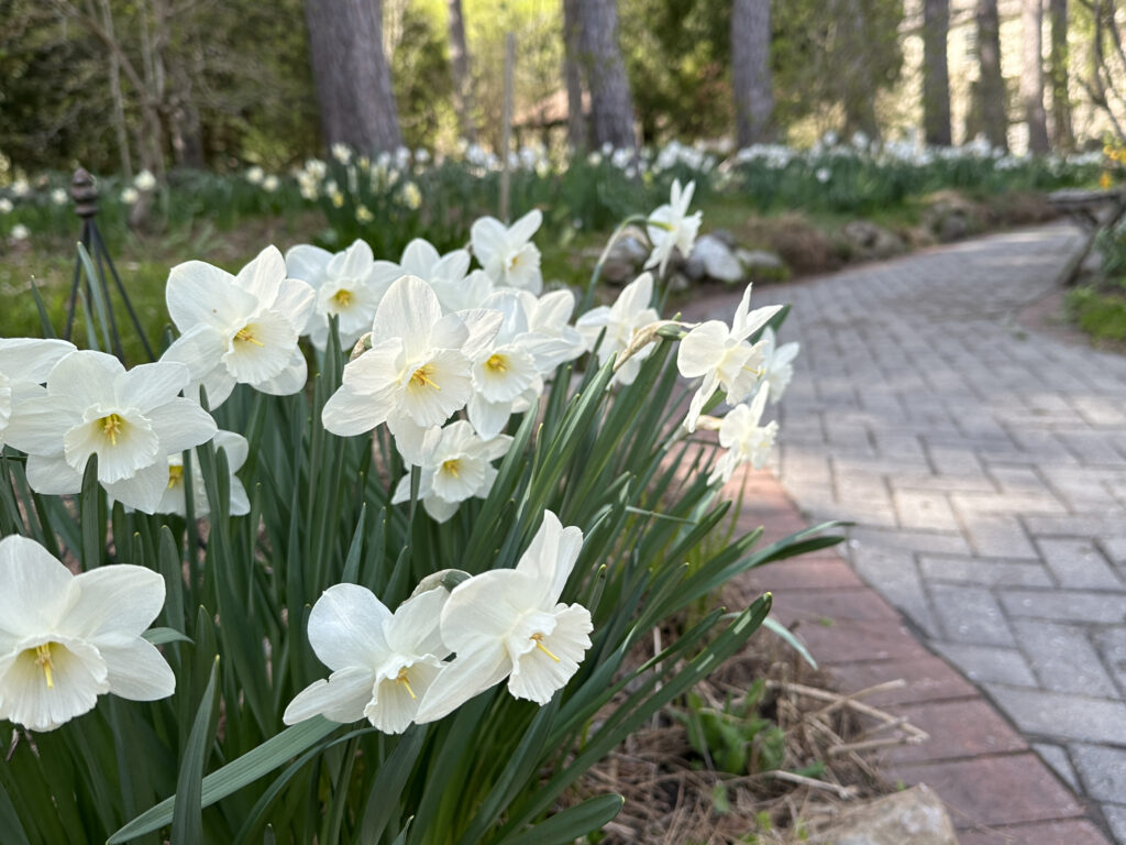 Wheelchair-Friendly Daffodils