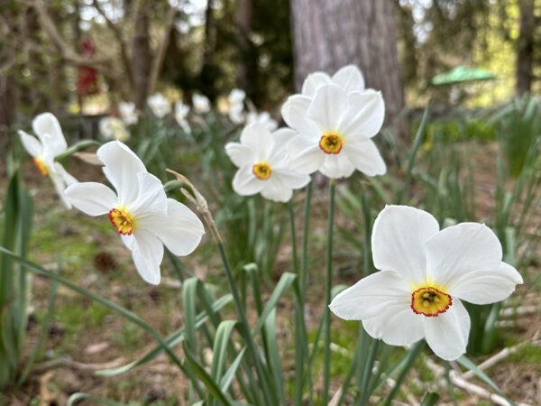 Poet Daffodil: Actaea