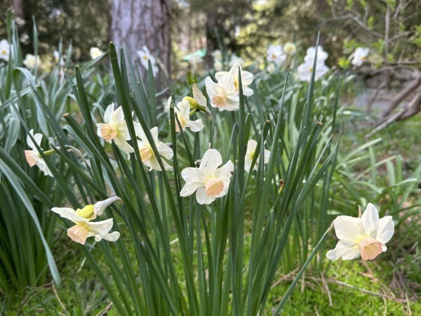 Daffodil: Bell Song