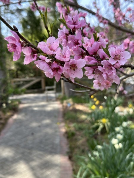 Fruit Trees in Bloom