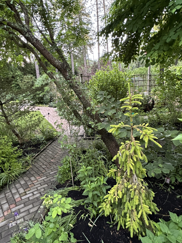 Spruce Norway Gold Drift, planted Sunday, May 26, 2024