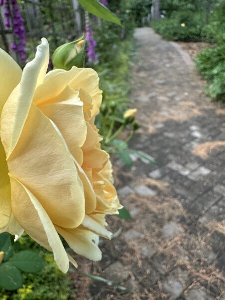 Teasing Georgia (rose) is wheelchair-accessible.