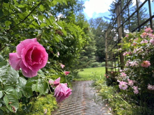The Lady's Blush (left) and Fruity Petals (right) are wheelchair-accessible.